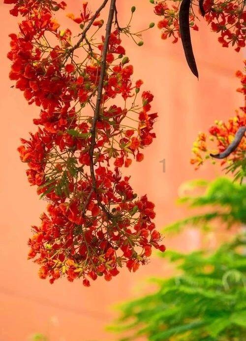 率土之滨